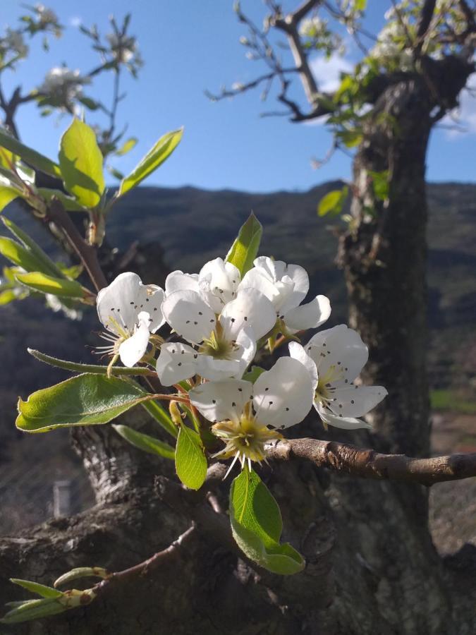 Quinta Da Timpeira Pension Lamego Buitenkant foto